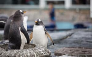 Attraksjonen - Akvariet i Bergen - ligger en hyggelig rusletur unna.